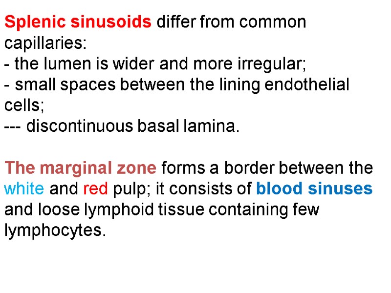 Splenic sinusoids differ from common capillaries:  - the lumen is wider and more